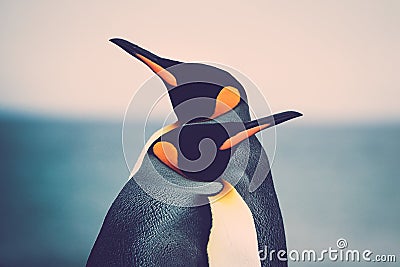 King Penguin couple Stock Photo