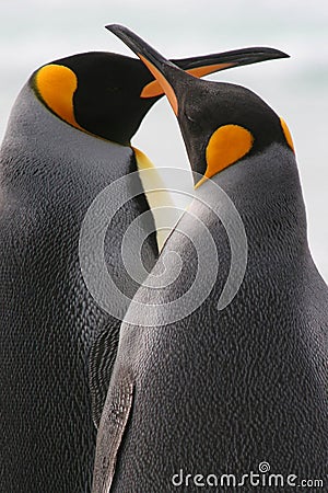 King Penguin Couple kiss, Falkland Islands Stock Photo