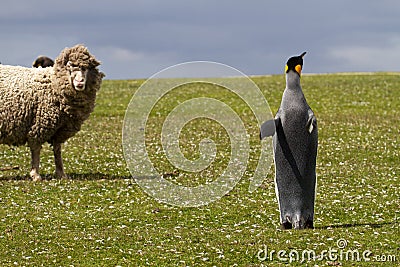 King Penguin and curious sheep Stock Photo