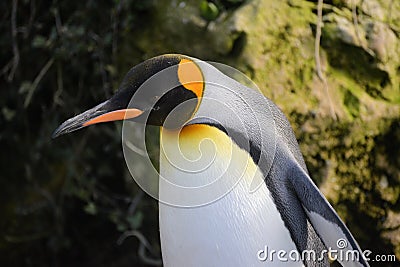 King penguin Stock Photo