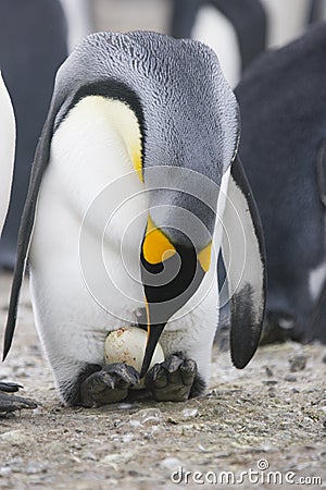 King Penguin with egg Stock Photo