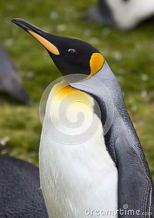 King Penguin - Falkland Islands Stock Photo