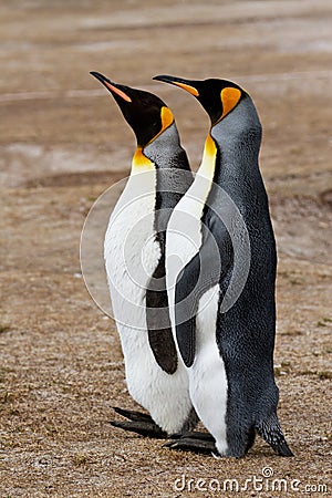 King Penguin friends Stock Photo