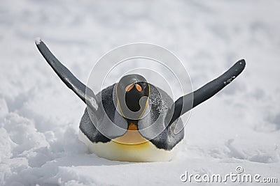 King penguin gliding through snow Stock Photo