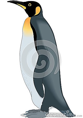 King Penguin Illustration Vector Illustration