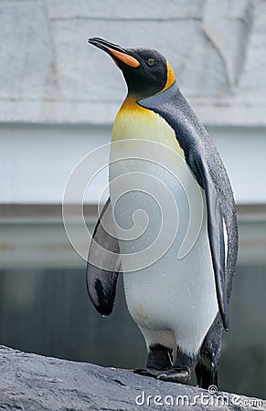 King Penguin just emerging from the cold water. Stock Photo