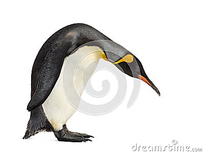 King penguin looking down, isolated Stock Photo