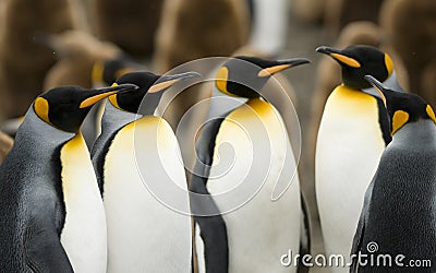 King Penguin Meeting Stock Photo