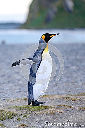 King penguin - Aptendytes patagonica - standing on beach spreading wings, Gold Harbour, South Georgia Stock Photo