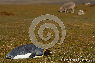 King Penguin Rests on a Sheep Farm - Falkland Islands Stock Photo