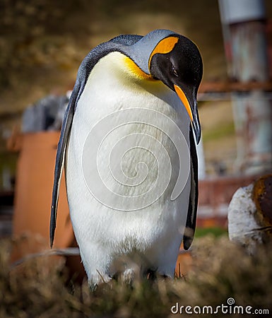 King penguin in among rusty remains of the deserted whaling village Stock Photo