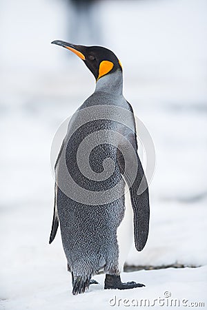 King penguin, South Georgia, Antarctica Stock Photo