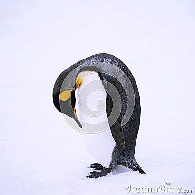 King Penguin takes a bow, South Georgia Island Stock Photo