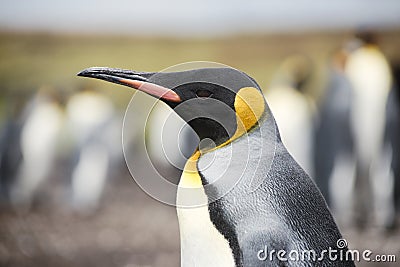 King Penguin at Volunteer Point Stock Photo