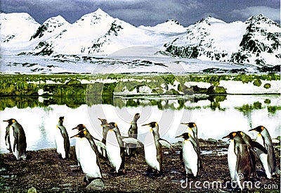 King Penguins Stock Photo