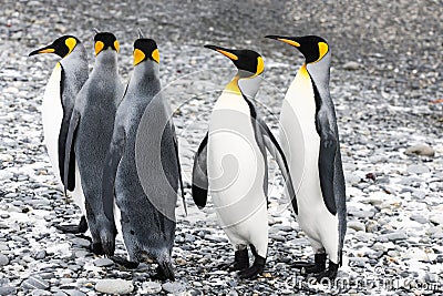 King penguins Stock Photo