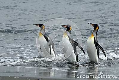 King Penguins Stock Photo