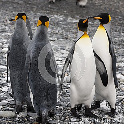 King penguins standing together at the beach of South Geogia Stock Photo