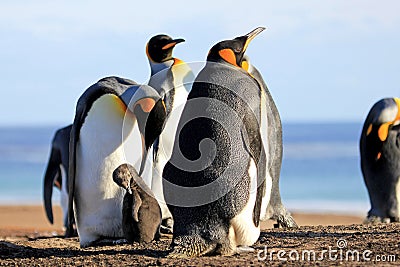 King penguins with chick, aptenodytes patagonicus, Saunders, Falkland Islands Stock Photo