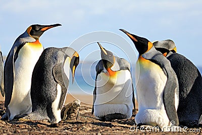 King penguins with chick, aptenodytes patagonicus, Saunders, Falkland Islands Stock Photo