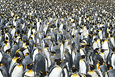 King penguins colony at South Georgia Stock Photo