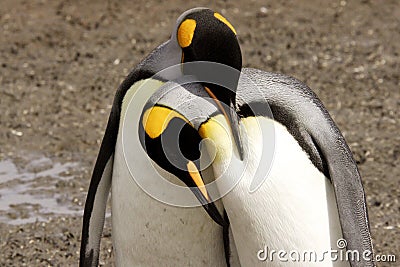 King Penguins Courting Stock Photo