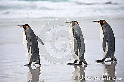 King Penguins - Falkland Islands Stock Photo