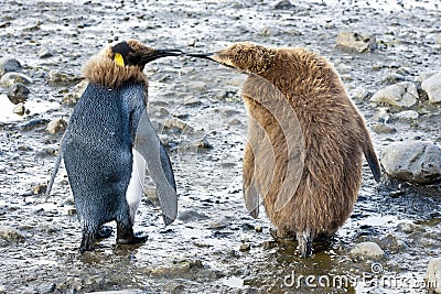 King penguins - funny chicks Stock Photo