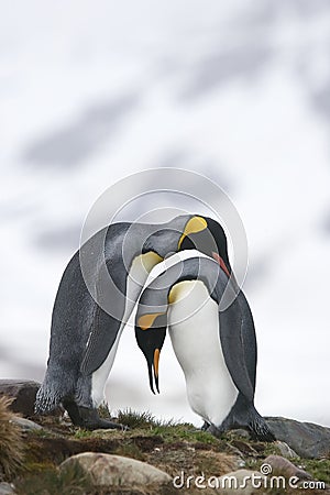 King penguins in love Stock Photo