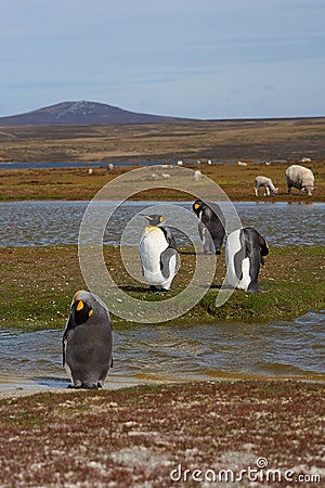King Penguins on a Sheep Farm - Falkland Islands Stock Photo