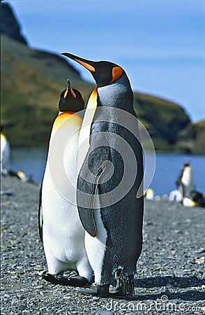 King Penguins, South Georgia Stock Photo