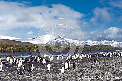 King penguins in South Georgia Stock Photo