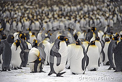 King penguins, South Georgia Stock Photo