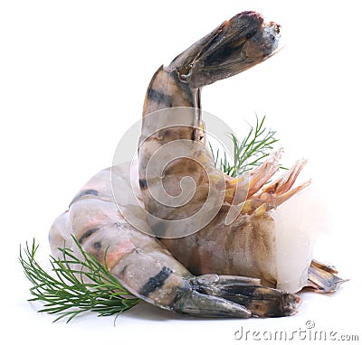 King prawn Stock Photo