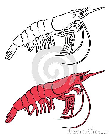 king prawn Vector Illustration