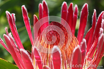 King Protea flower-head coral-pink bloom Stock Photo