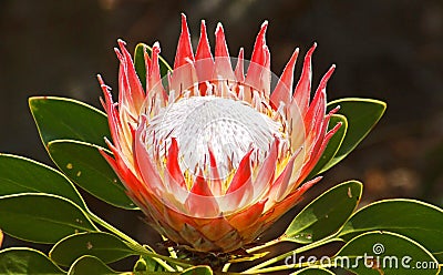 A King Protea, that grows wild in the Western and Eastern Cape of South Africa Stock Photo