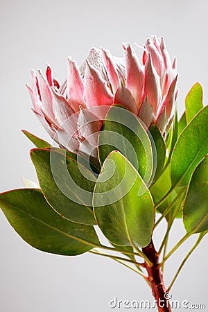 King Protea Stock Photo