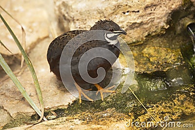 King quail Excalfactoria chinensis. Stock Photo