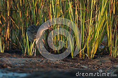 King Rail or Marsh Hen waterbird in a natural environment Stock Photo