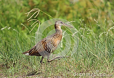 King Rail by the Road II Stock Photo