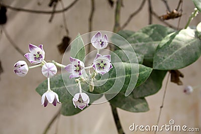 King's crown (Calotropis procera) with lavender-coloured flowers and buds : (pix Sanjiv Shukla) Stock Photo