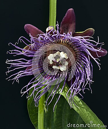 King`s Grenadille, Passiflora quadrangularis Stock Photo