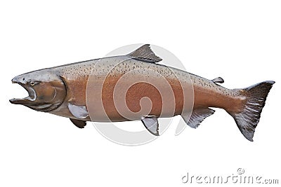 King salmon in blush color isolated on white Stock Photo
