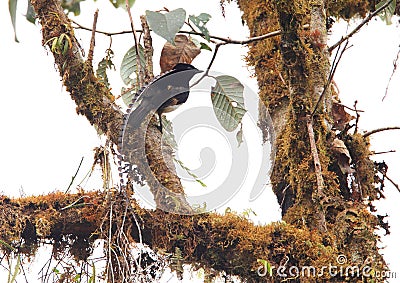 King-of-Saxony Bird-of-paradise Stock Photo