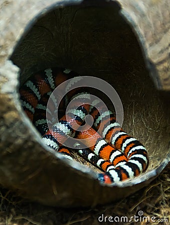 King snake Stock Photo