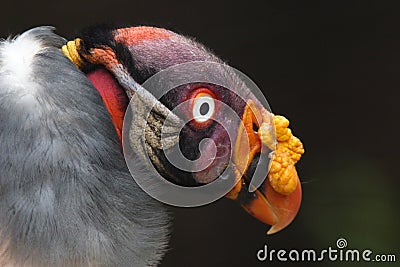 King Vulture Stock Photo