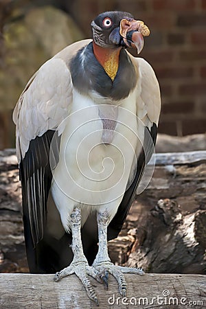 King Vulture Stock Photo