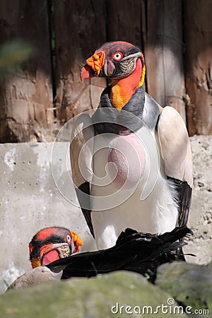 King vulture Stock Photo