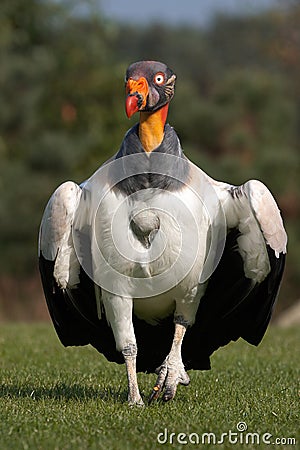 King Vulture Stock Photo